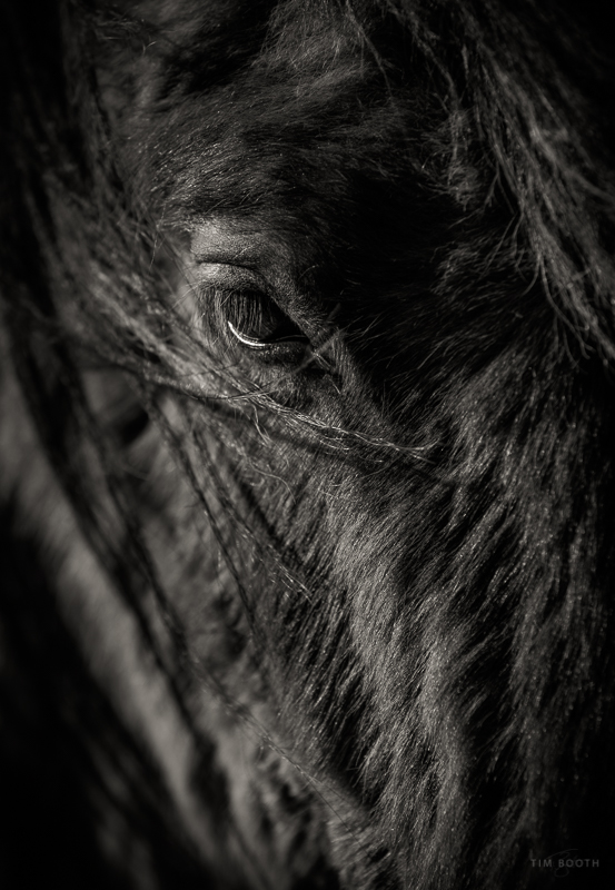 2017-Apr Icelandic Horses-3