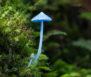 Werewere Kōkako or blue pinkgill mushroom