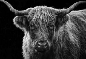 A highland cow by the roadside in NZ
