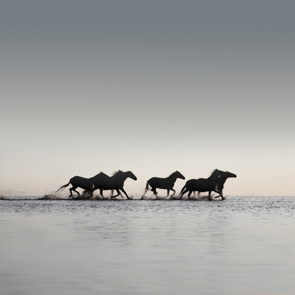 Line of galloping horses running through shallow water at dawn, silhouetted against a soft sky, fine-art photograph by Tim Booth.