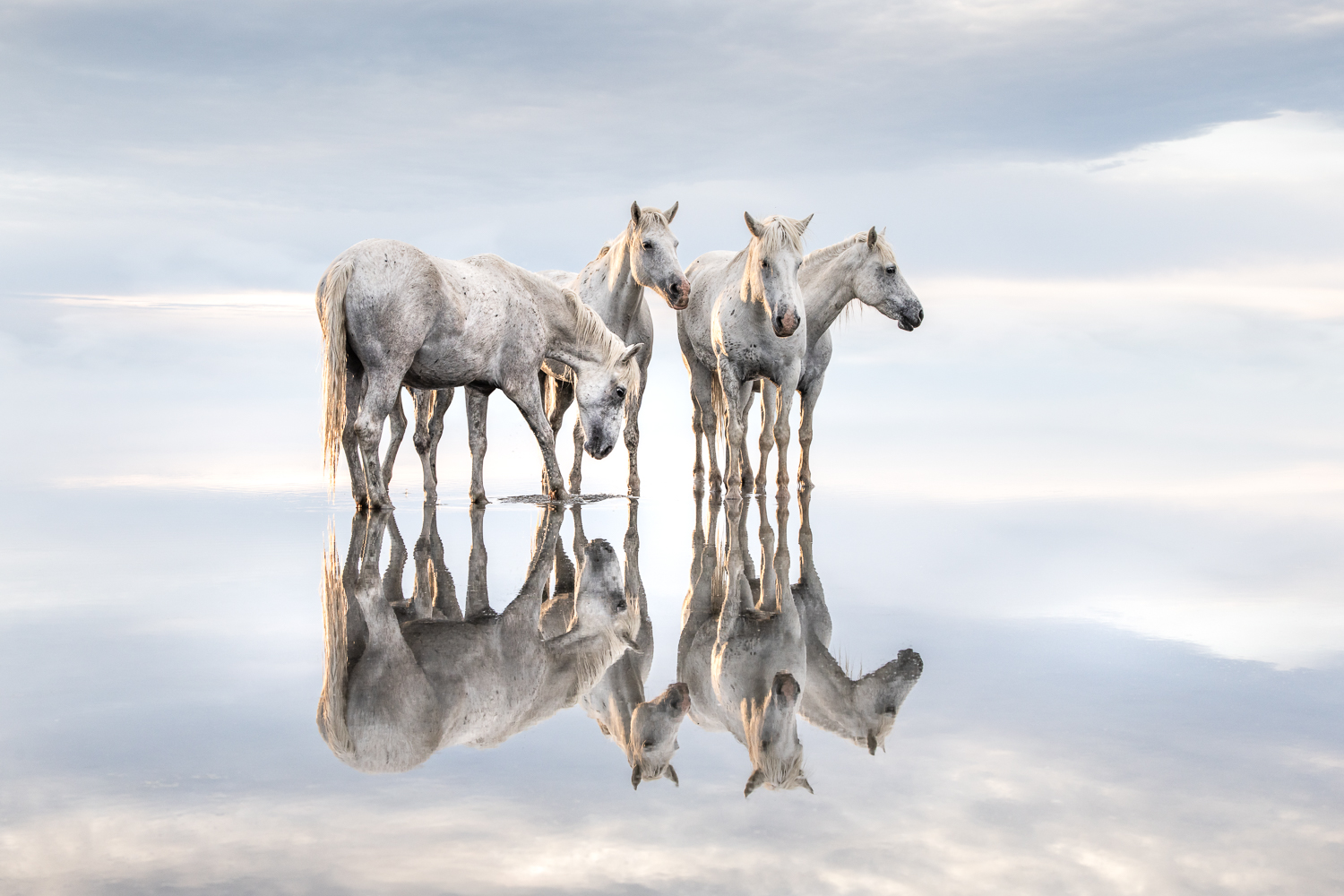 Group of white Camargue horses standing in shallow water with perfect reflections under a pale sky, fine-art photograph by Tim Booth.